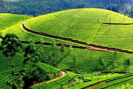 Mangalore to Munnar Taxi Service – Comfortable & Scenic Road Travel - New Mangalore Cabs