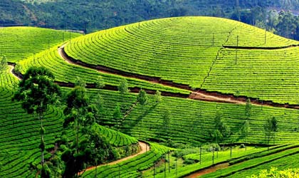 Mangalore to Munnar Taxi Service – Comfortable & Scenic Road Travel - New Mangalore Cabs